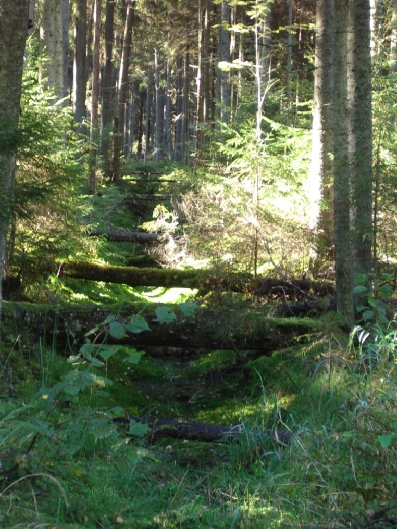 Seeneprax0506J2rvselja 052.jpg